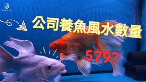 生肖養魚數量|【魚要養幾隻比較好】家裡養幾條魚財運好？養單數吉利還是雙。